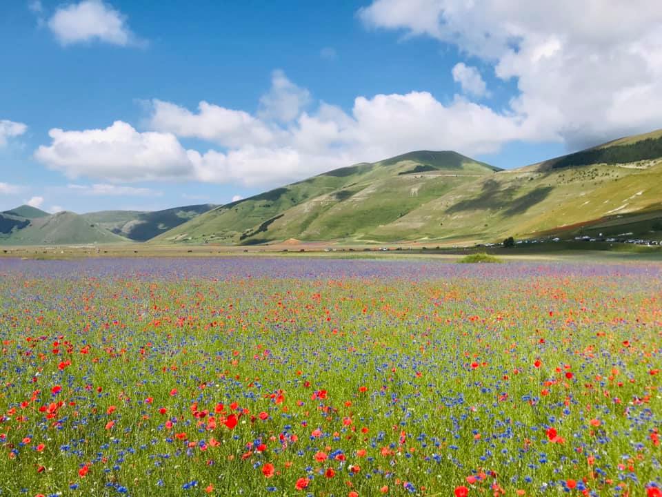 Castelluccio di Norcia e la sua fioritura