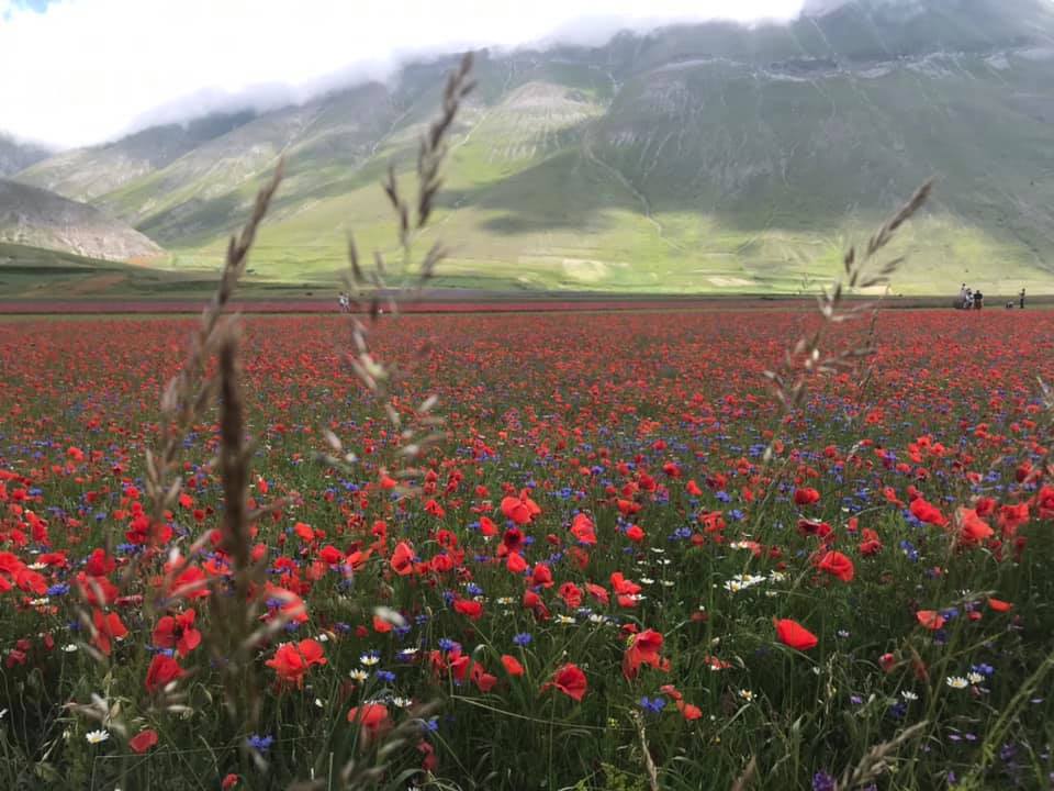 Castelluccio di Norcia e la sua fioritura