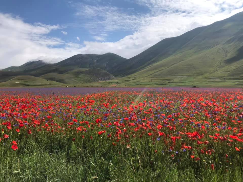 Castelluccio di Norcia e la sua fioritura