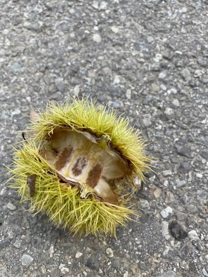 Preparativi per Halloween e raccolta di castagne per famiglie