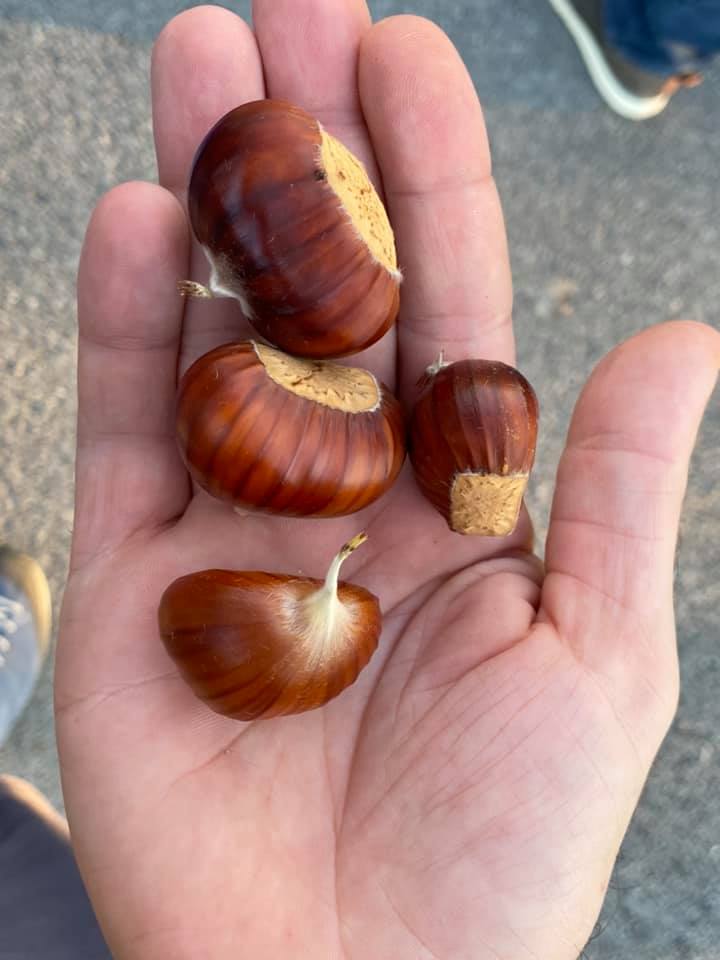 Preparativi per Halloween e raccolta di castagne per famiglie