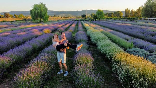 Lavanda