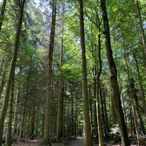 Foresta Nera