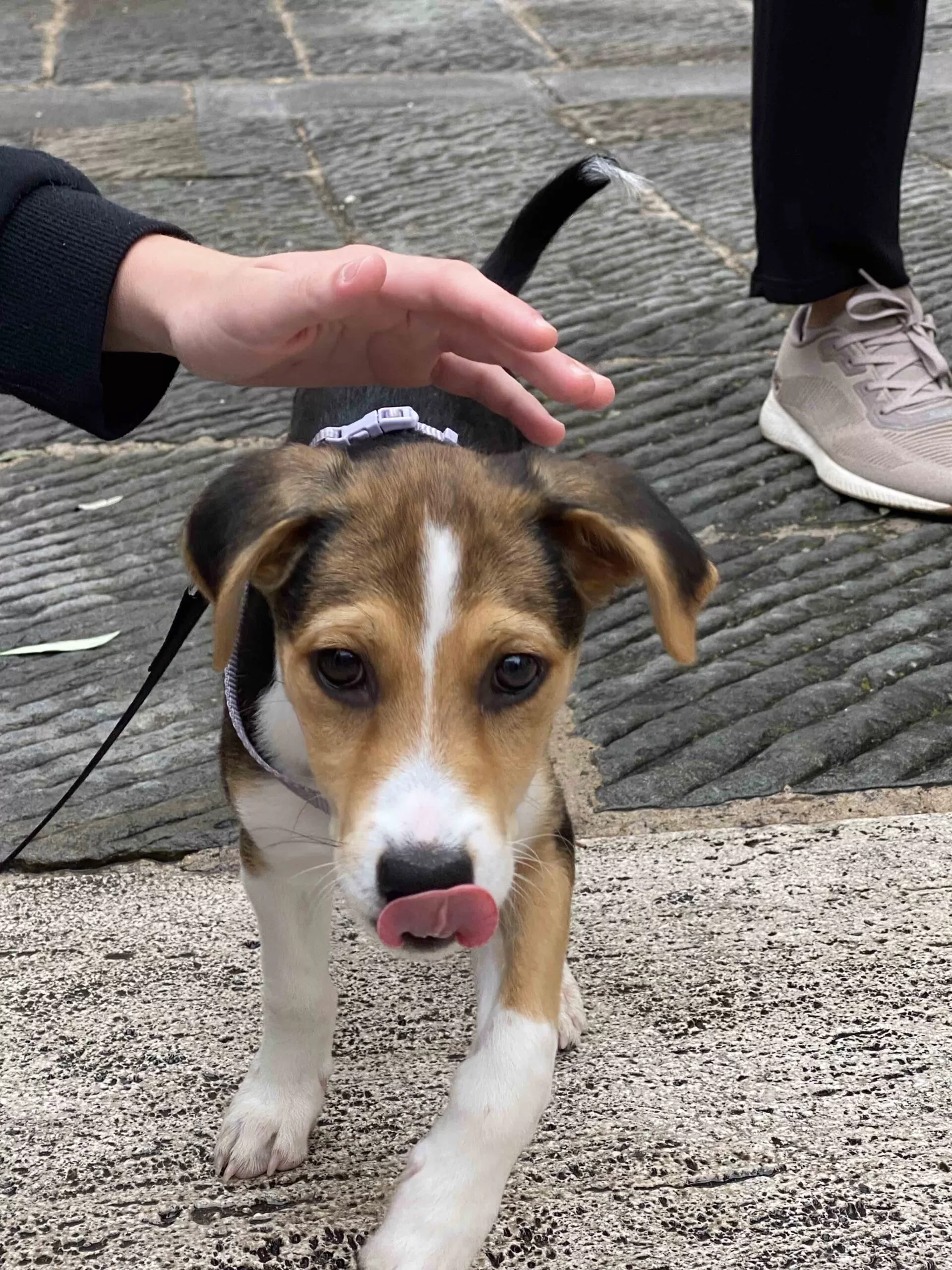 Fioritura di Castelluccio e Festa della lavanda ad Assisi Giugno 2023