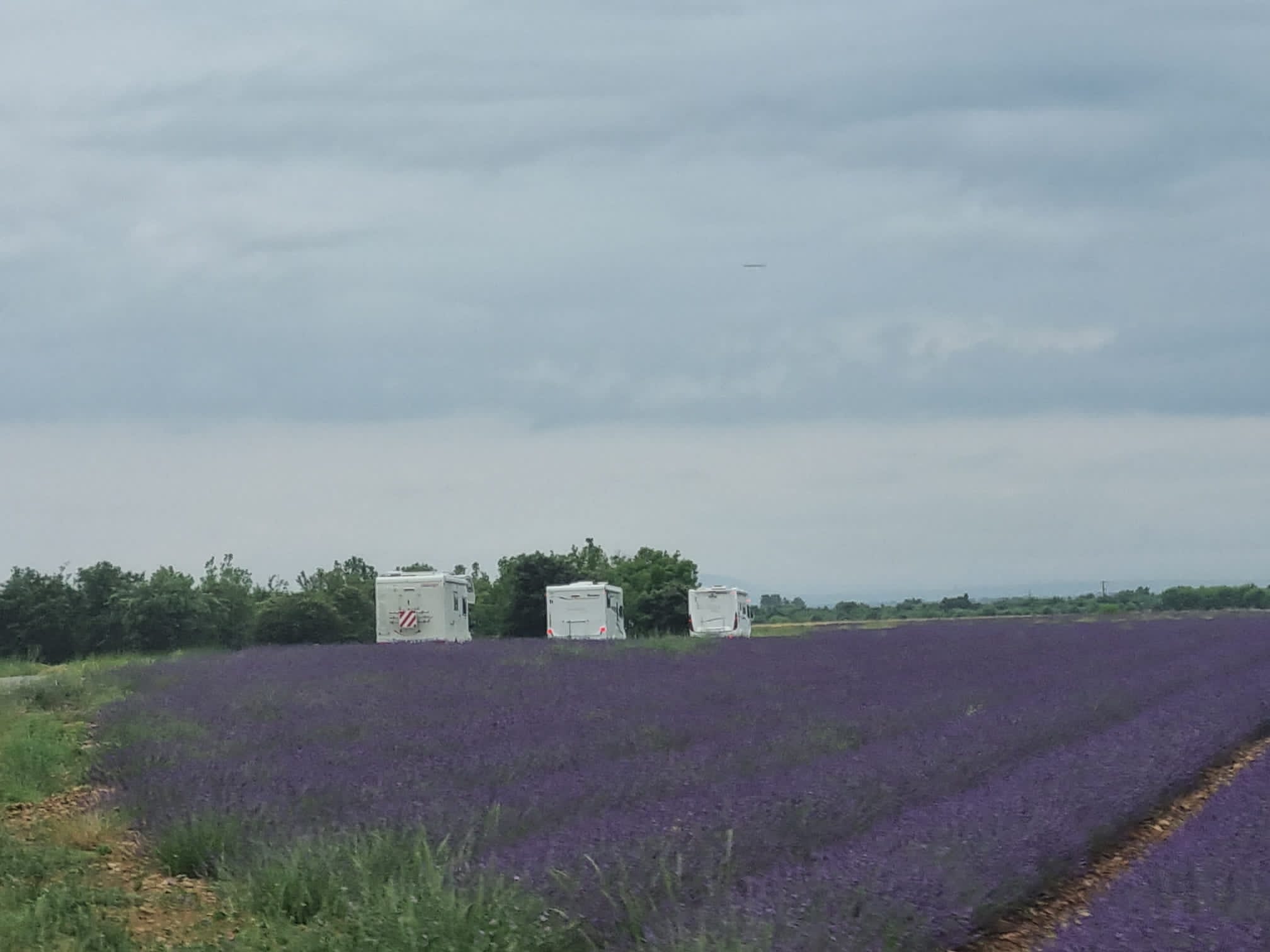 Lavanda in Provenza Luglio 2023