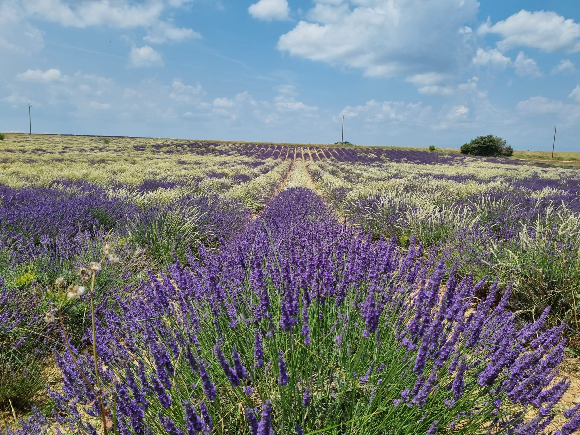 Lavanda in Provenza Luglio 2023