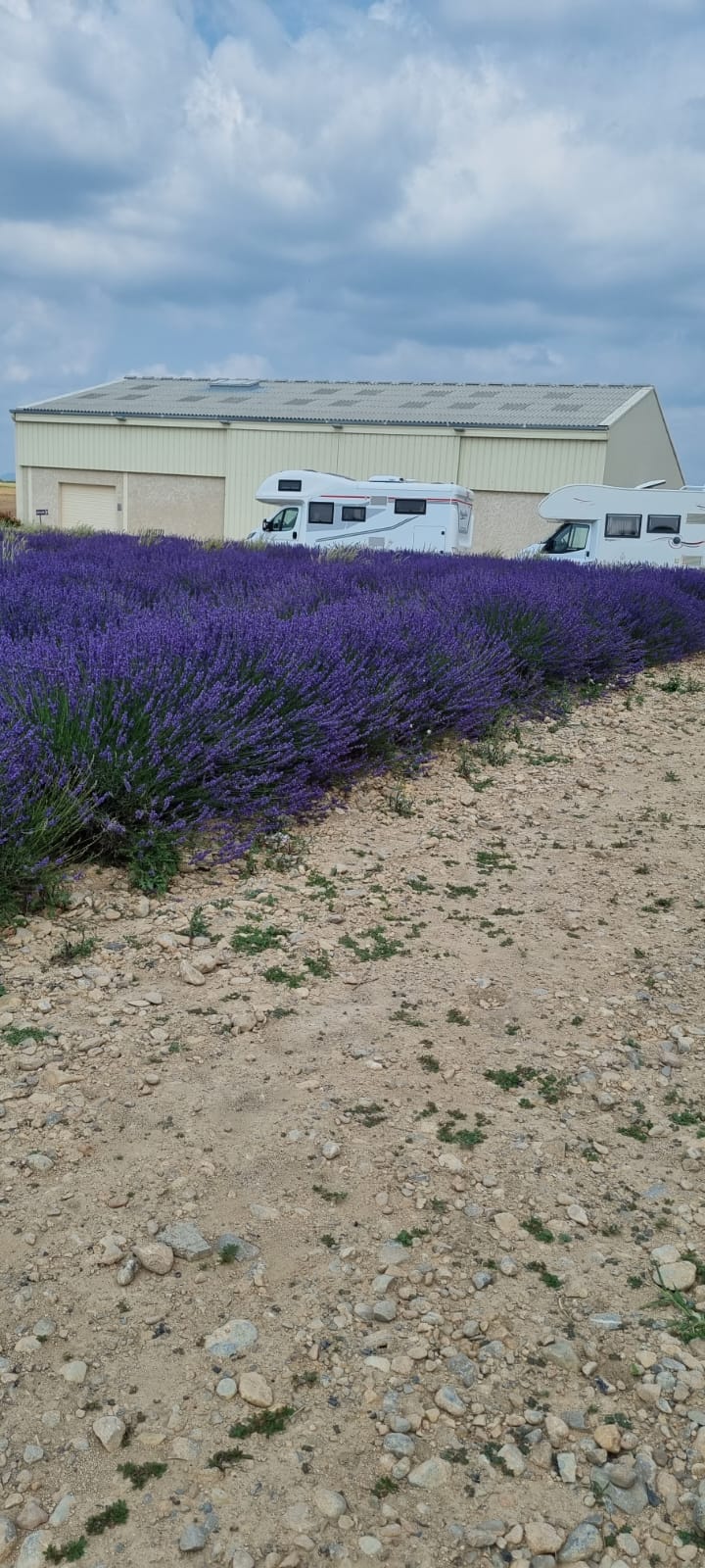 Lavanda in Provenza Luglio 2023