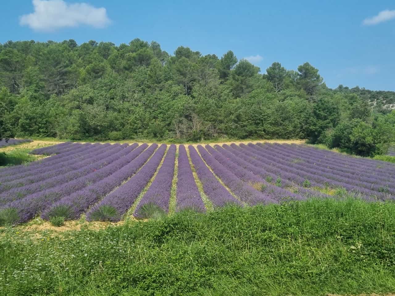 Lavanda in Provenza Luglio 2023