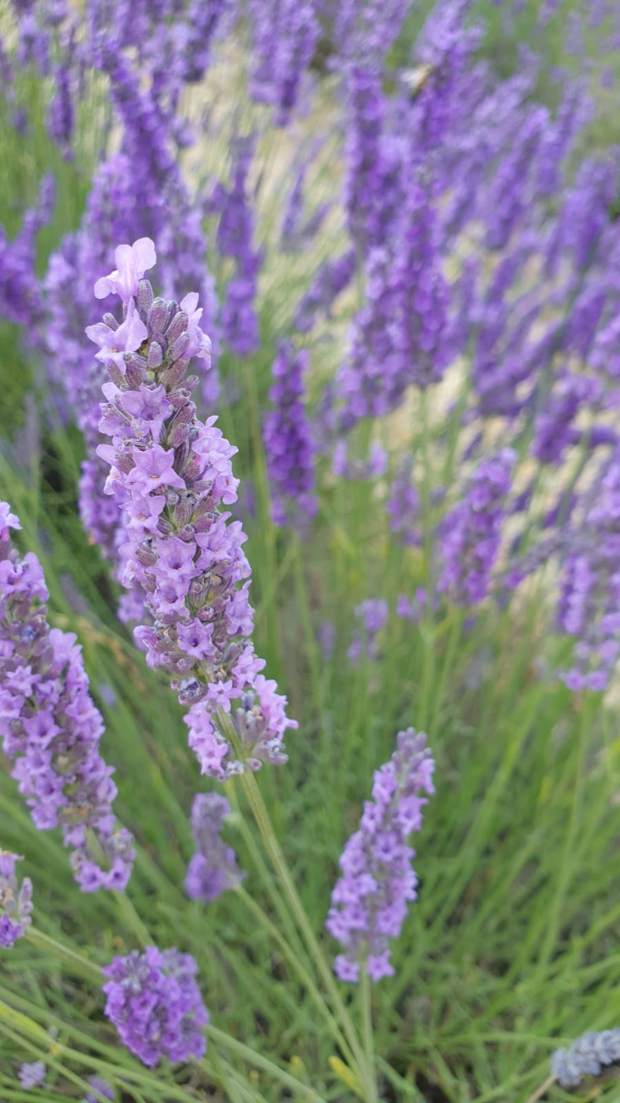 Lavanda in Provenza Luglio 2023