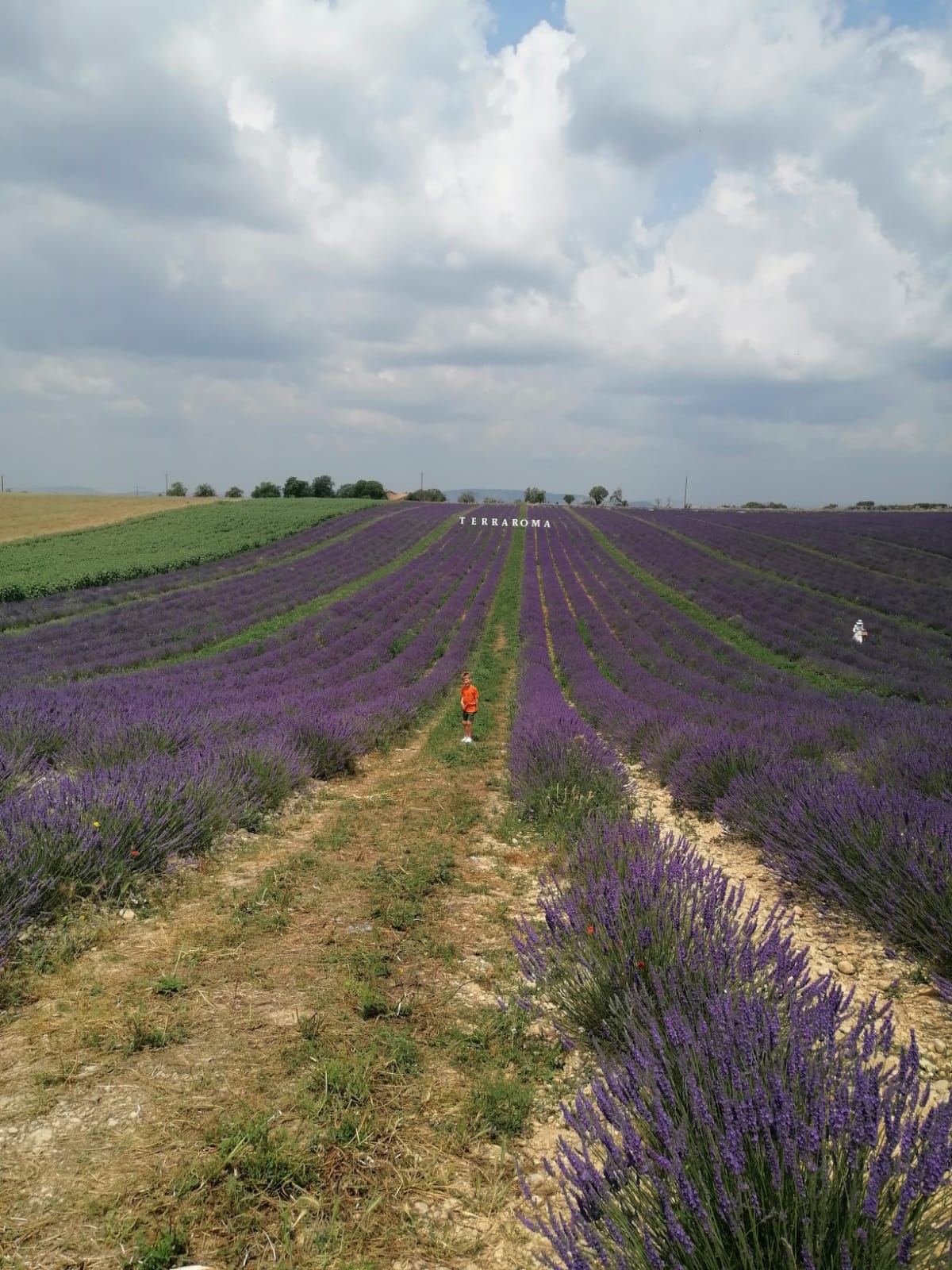 Lavanda in Provenza Luglio 2023