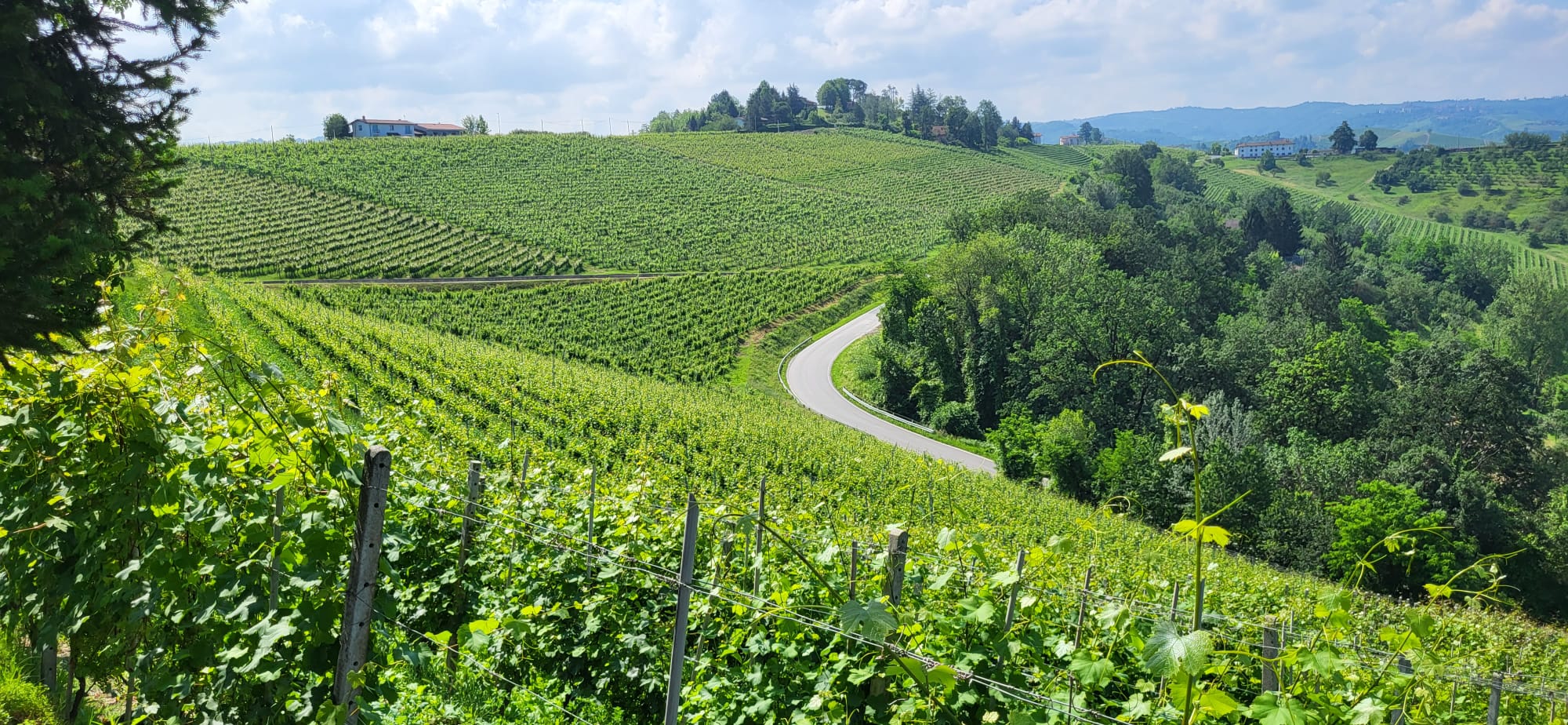 Cena in Vigna nelle Langhe, Castello di Barolo e museo del vino WiMu Giugno 2023
