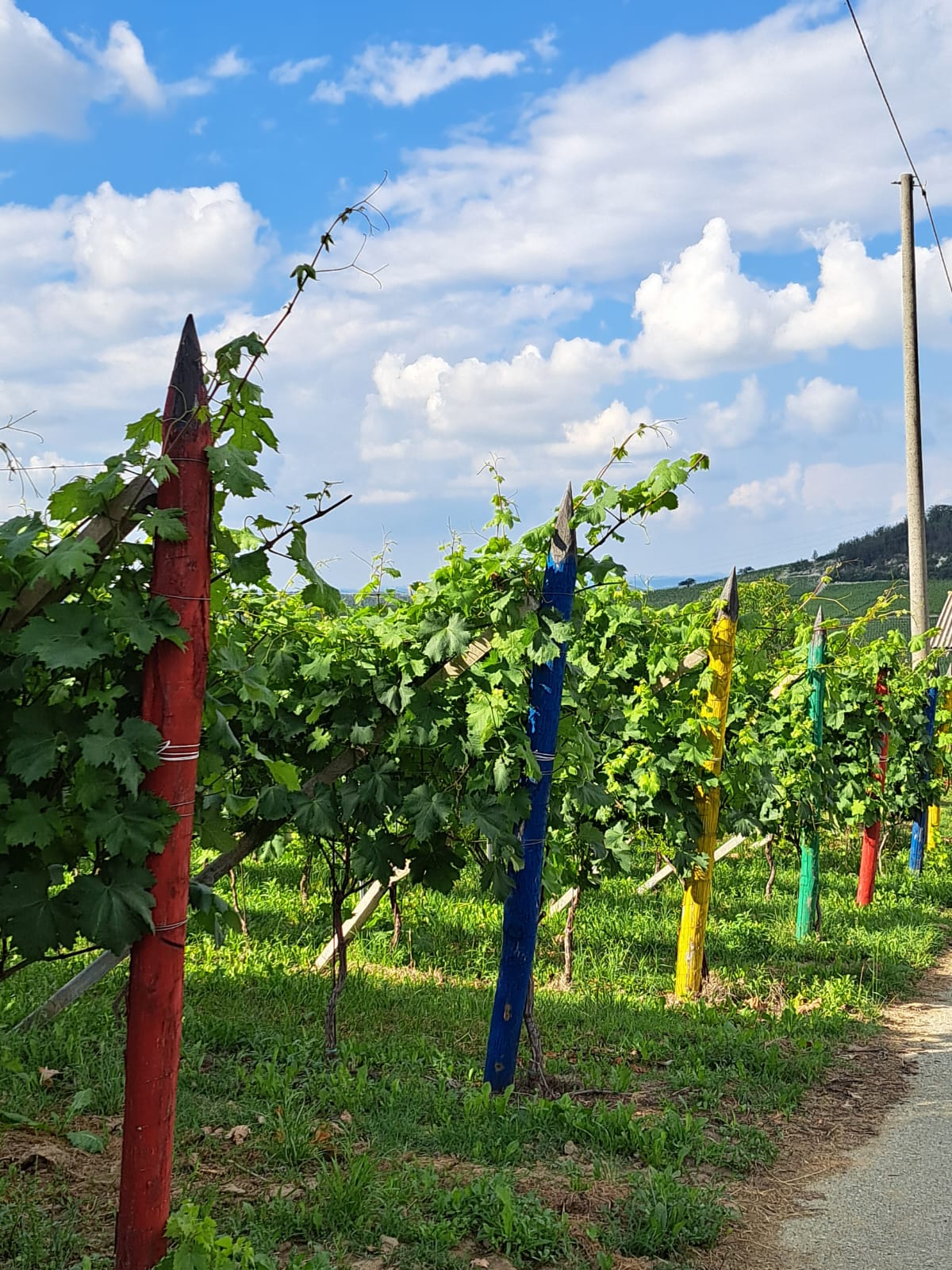 Cena in Vigna nelle Langhe, Castello di Barolo e museo del vino WiMu Giugno 2023