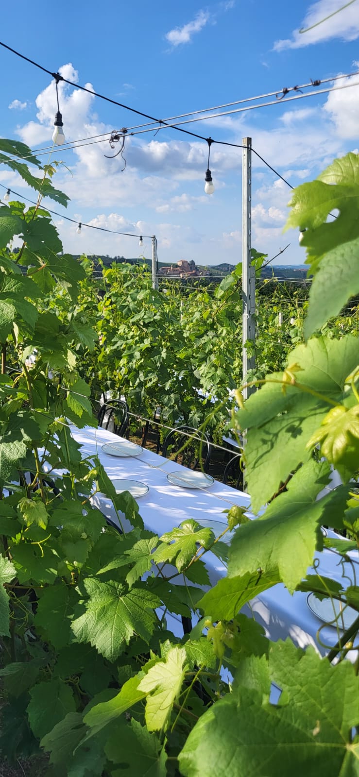 Cena in Vigna nelle Langhe, Castello di Barolo e museo del vino WiMu Giugno 2023