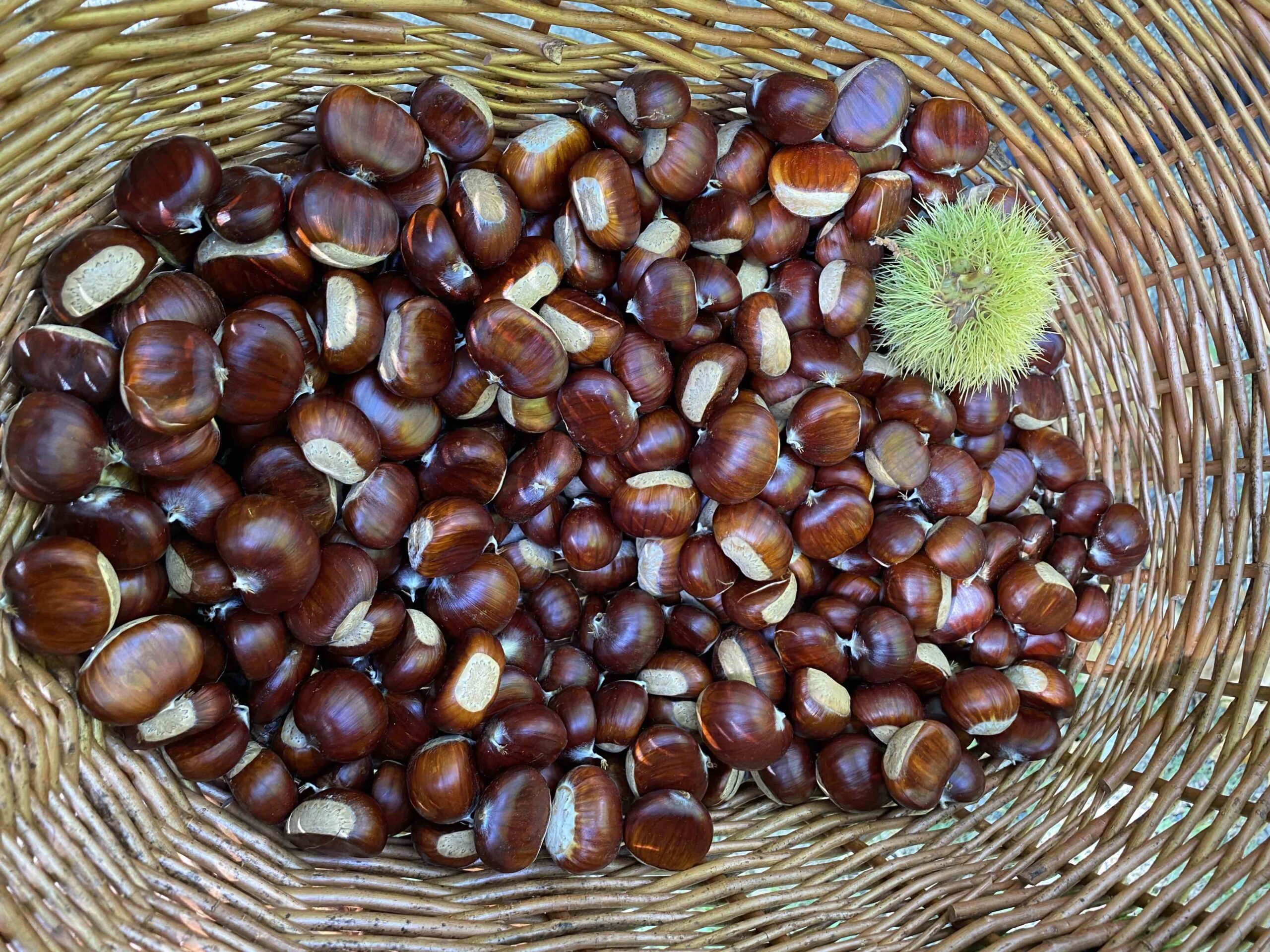 Ottobre 2023 tra castagne, stelle e parco Avventura