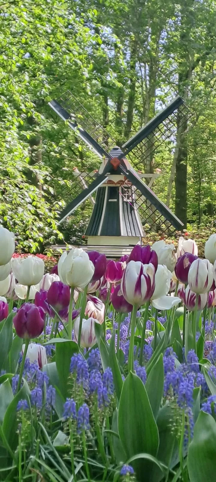 Olanda in camper Aprile 2024 tra mulini e tulipani