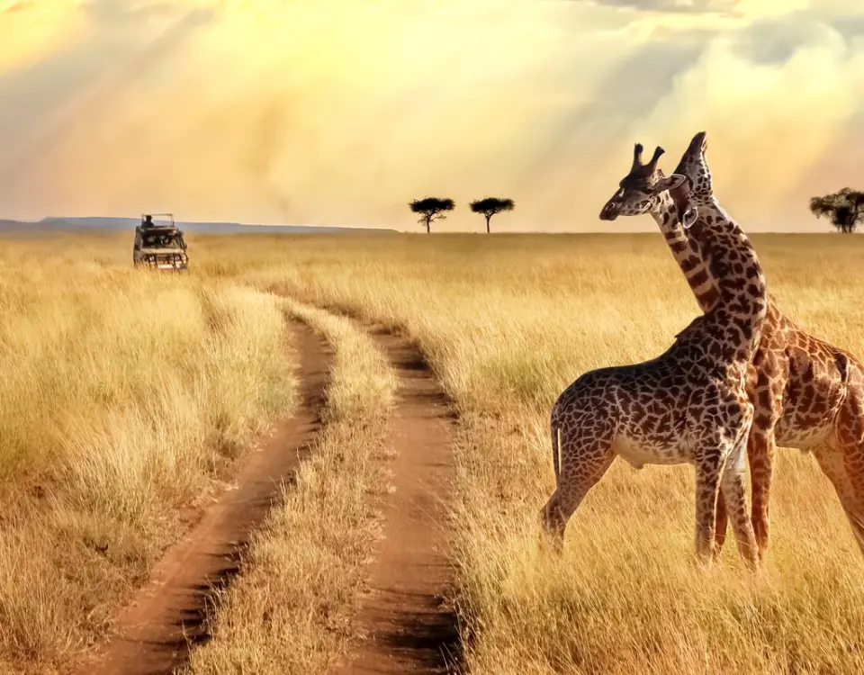 Safari in Tanzania 15-22 novembre 2025 in aereo (in arrivo)